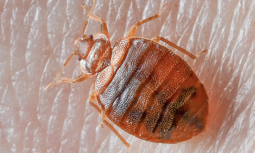 Bedbugs Control