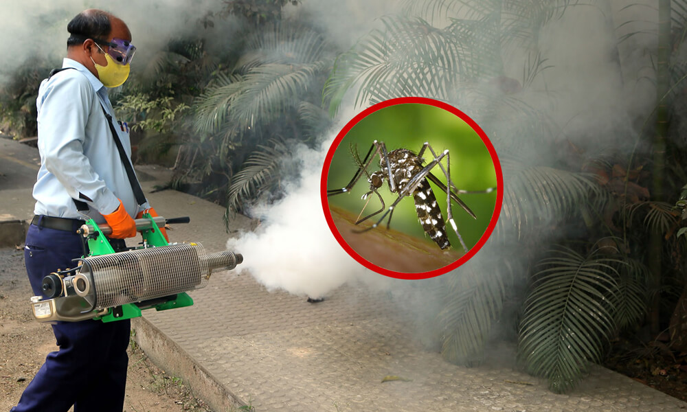 Fogging Mosquito